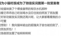 吃瓜微信免费聊天记录,一场趣味横生的社交盛宴