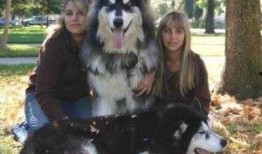 阿拉斯加雪橇爆料视频