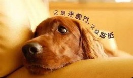 娱乐狗子10月爆料