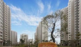 绵阳最新凯厦砍树爆料消息,真相与争议交织