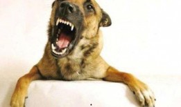 狗咬人事件最新爆料,最新爆料揭露惊人内幕