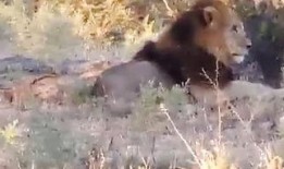 野狼呼叫21在线观看,在线揭秘神秘行动