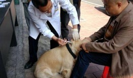 狗咬人事件最新爆料,最新爆料揭露惊人内幕