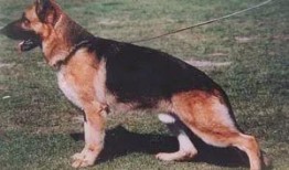 狗咬人事件最新爆料,最新爆料揭露惊人内幕