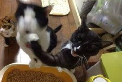 娱乐吃瓜喵a,揭秘娱乐圈那些不为人知的幕后故事