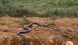 荒地手机在线观看,探索未知领域的视觉盛宴