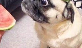 娱乐圈子吃瓜群众是谁,揭秘“吃瓜群众”背后的神秘力量