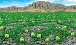 临夏网红浪山吃瓜事件,一场网络狂欢背后的争议与反思