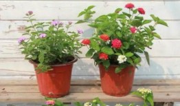 唐大锤最新爆料视频,揭秘娱乐圈惊人内幕！