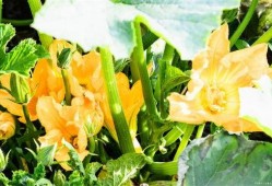 爱娱乐的吃瓜花