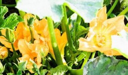 爱娱乐的吃瓜花